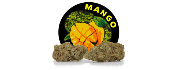 Mango Diesel CBD