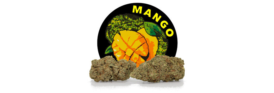 Mango Diesel CBD